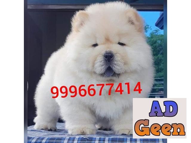 used Import line Chow Chow pup Available for sale 